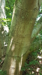 Quercus