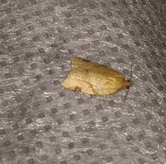 Paramesia gnomana