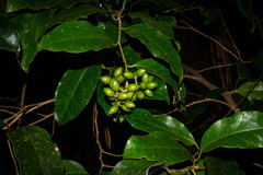 Pennantia cunninghamii