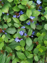 Ceratostigma