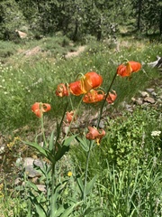 Lilium pardalinum shastense