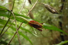 Calanthe arcuata