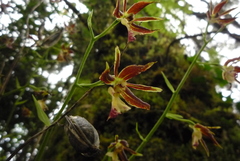 Calanthe arcuata