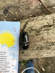 Dorcus rubrofemoratus