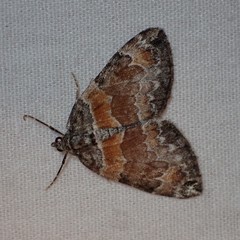 Dysstroma hersiliata