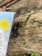 Dorcus rubrofemoratus
