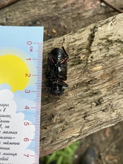 Dorcus rubrofemoratus