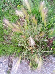Hordeum jubatum