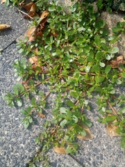Portulaca oleracea