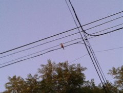 Turdus rufiventris