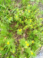 Matricaria discoidea