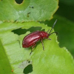 Tricholochmaea cavicollis