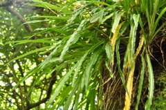 Calanthe arcuata