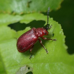 Tricholochmaea cavicollis