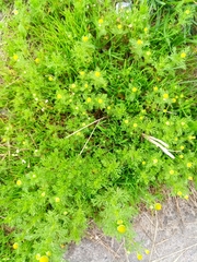 Matricaria discoidea