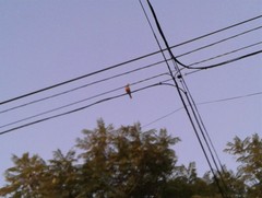 Turdus rufiventris
