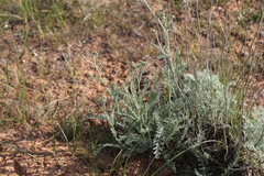 Tanacetum achilleifolium