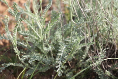 Tanacetum achilleifolium