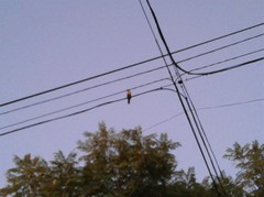 Turdus rufiventris
