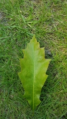 Quercus