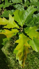 Quercus