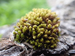 Plenogemma phyllantha