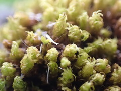 Plenogemma phyllantha