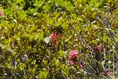 Euchloe simplonia