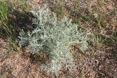 Artemisia fragrans