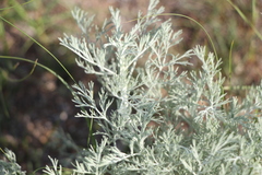 Artemisia fragrans