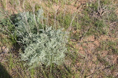 Artemisia fragrans