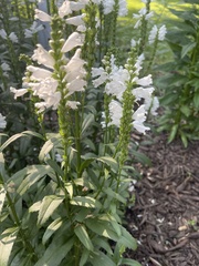 Physostegia angustifolia