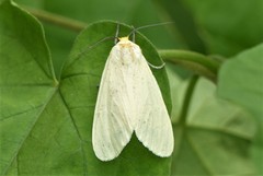 Pareuchaetes pseudoinsulata