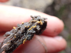 Pycnoclavella stanleyi