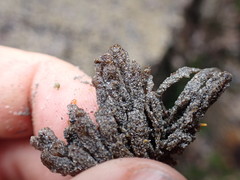 Pycnoclavella stanleyi