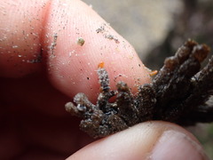 Pycnoclavella stanleyi