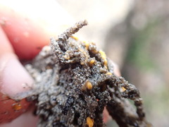 Pycnoclavella stanleyi