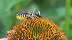 Megachile pugnata