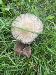 Candolleomyces candolleanus