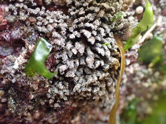 Pycnoclavella stanleyi