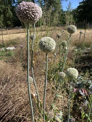 Allium porrum