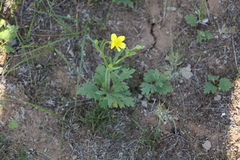 Ranunculus oxyspermus