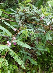 Indigofera heterantha