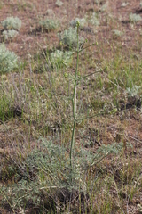 Prangos odontalgica