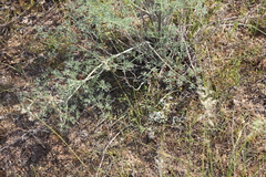 Prangos odontalgica