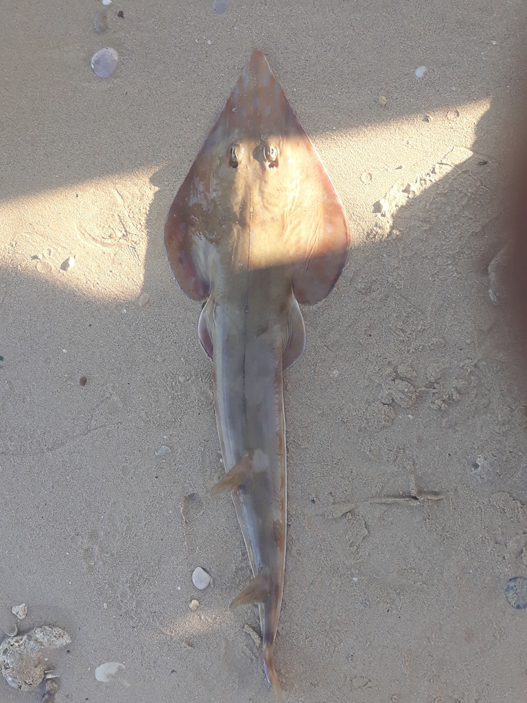 Socotra Blue-Spotted Guitarfish