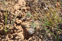 Eremopyrum orientale