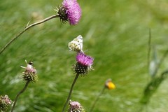 Euchloe simplonia