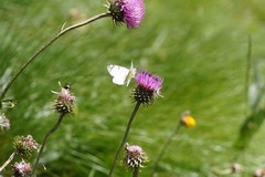 Euchloe simplonia