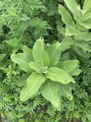 Asclepias syriaca